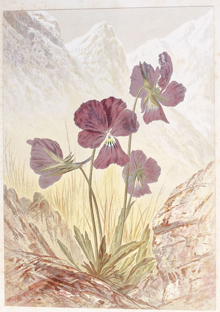 Flowers From the Upper Alps, with Glimpses of Their Homes.