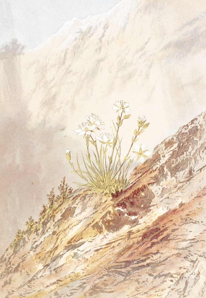 Flowers From the Upper Alps, with Glimpses of Their Homes.