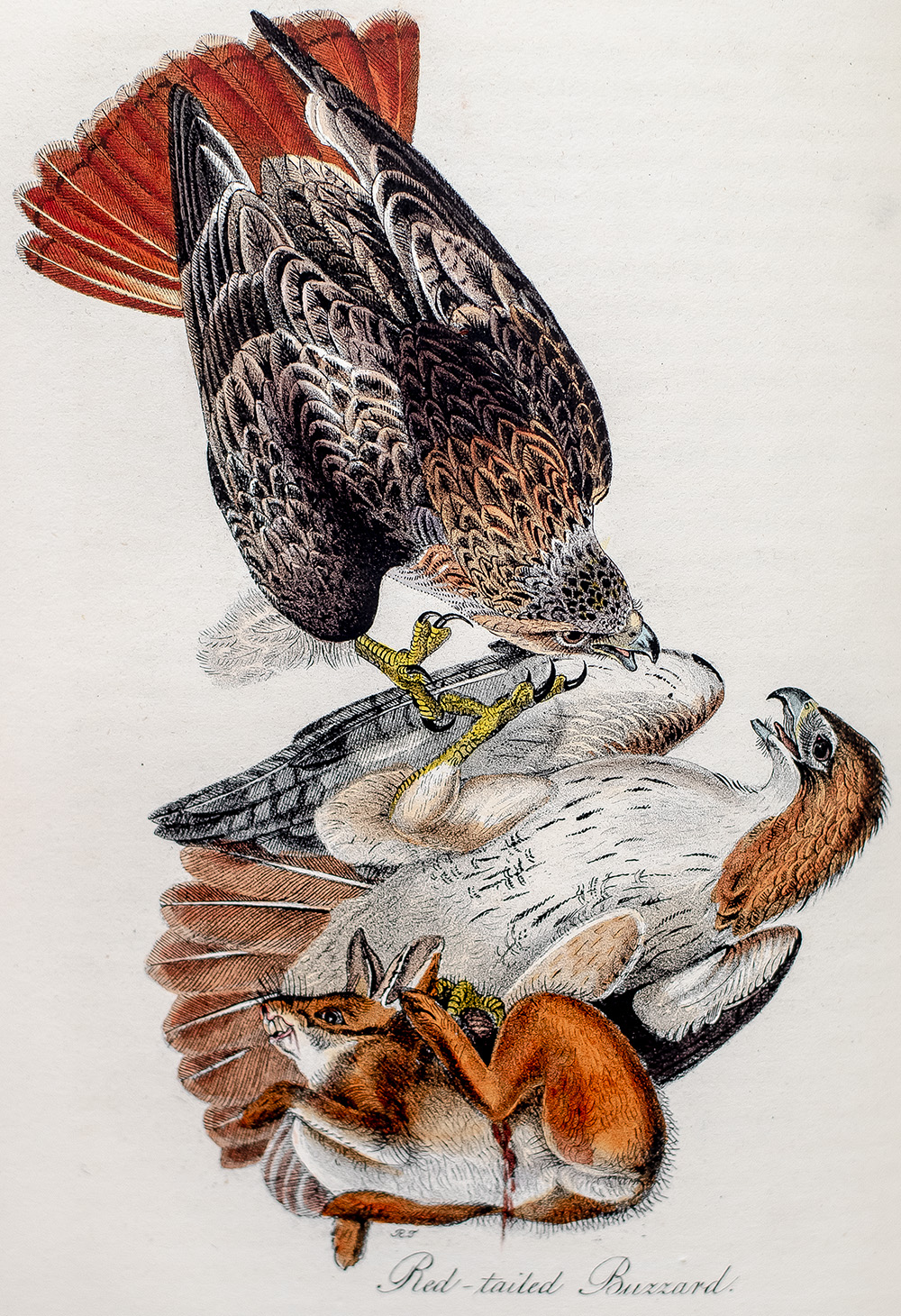 The Birds of America, From Drawings Made In The United States And Their Territories.