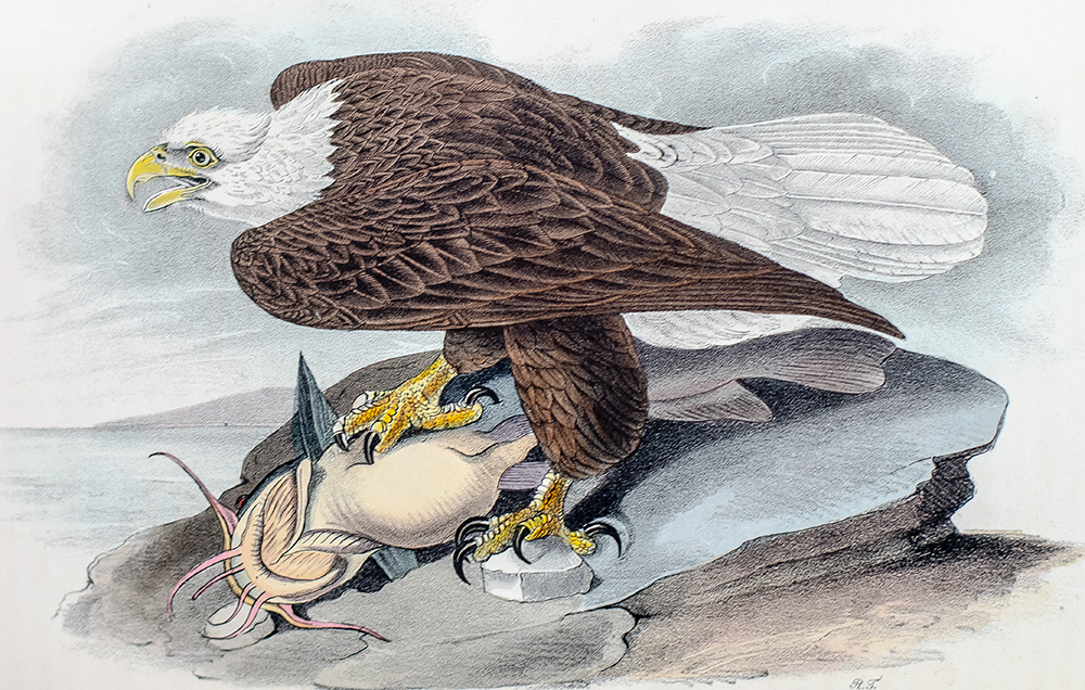 The Birds of America, From Drawings Made In The United States And Their Territories.
