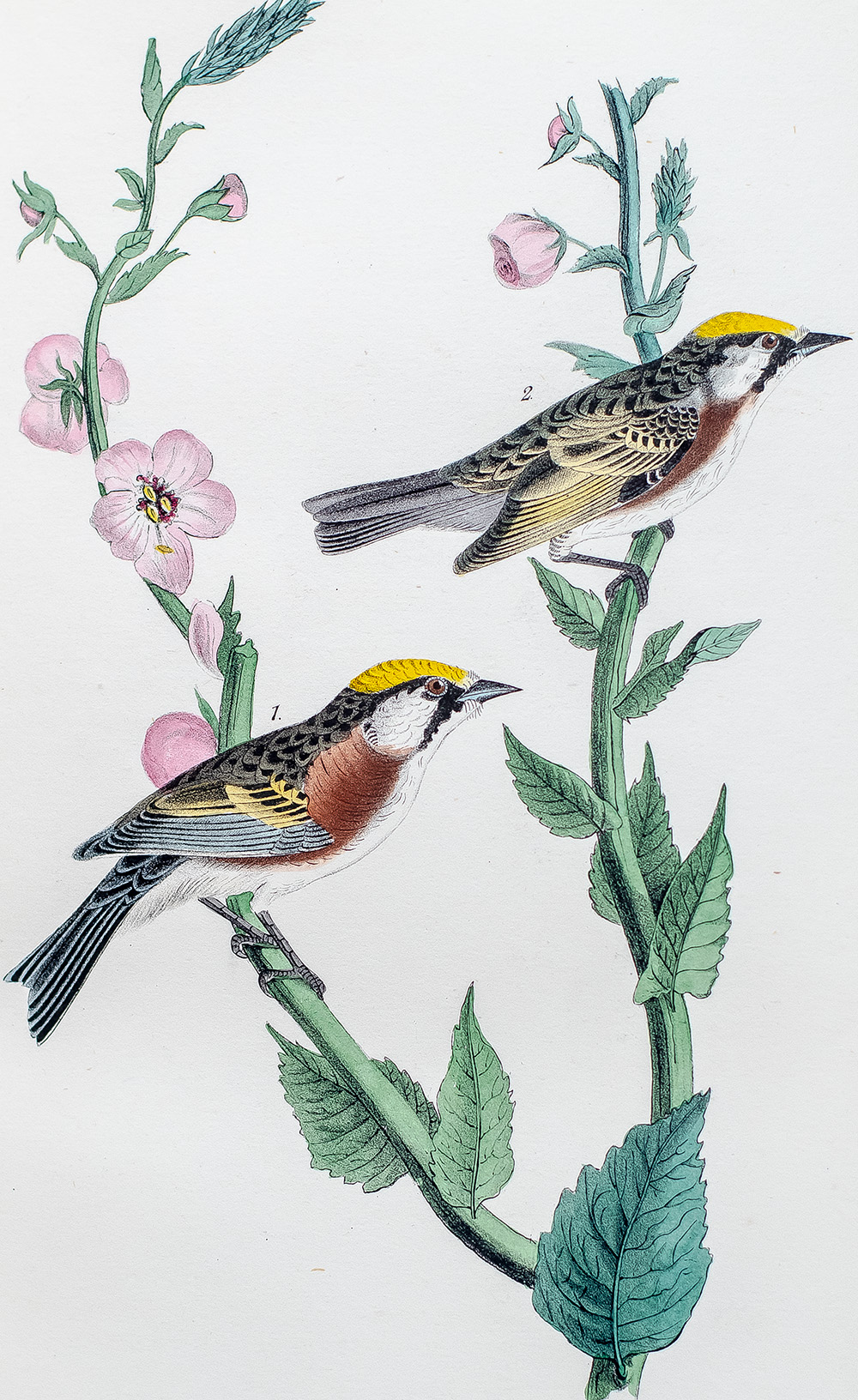 The Birds of America, From Drawings Made In The United States And Their Territories.