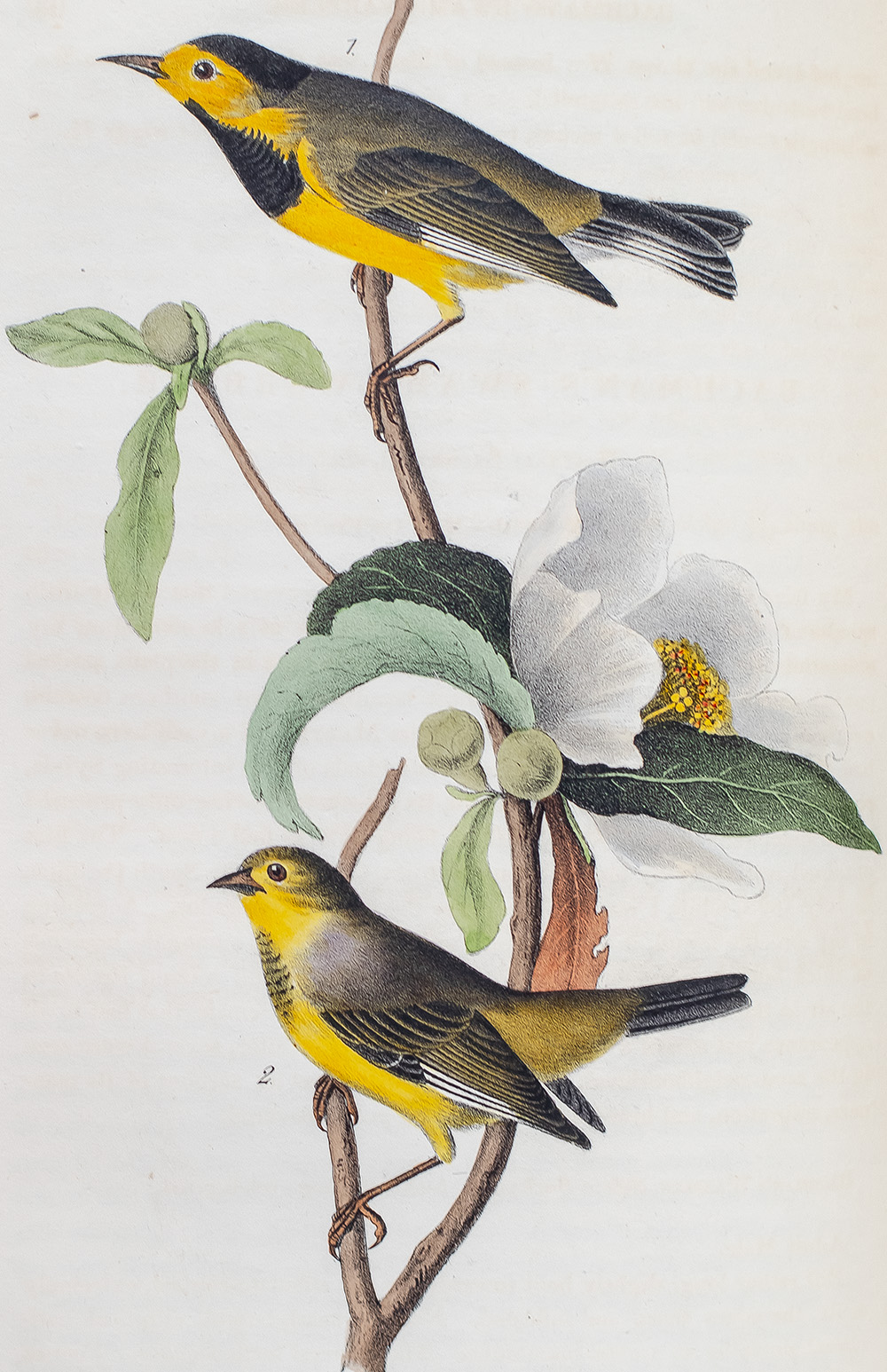 The Birds of America, From Drawings Made In The United States And Their Territories.