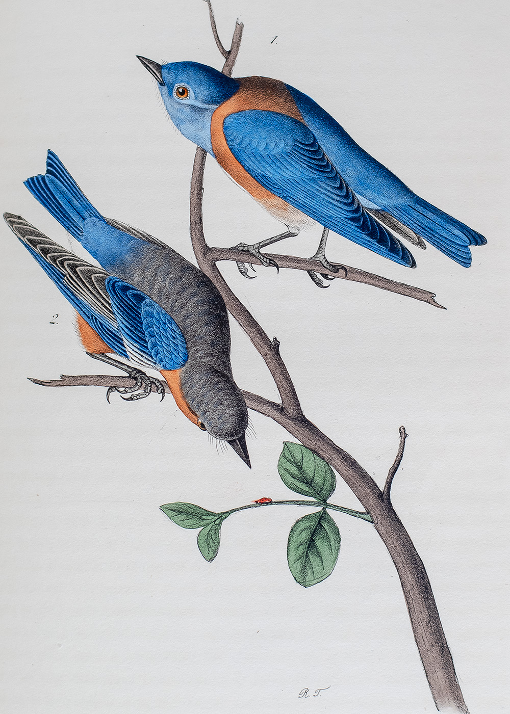 The Birds of America, From Drawings Made In The United States And Their Territories.