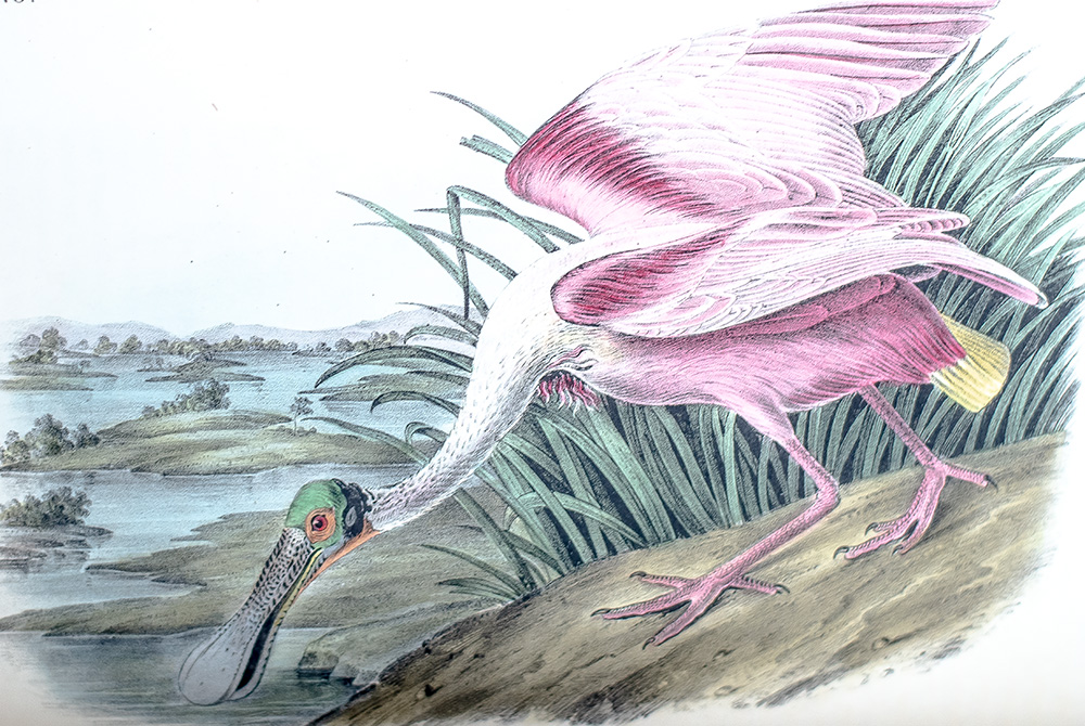 The Birds of America, From Drawings Made In The United States And Their Territories.