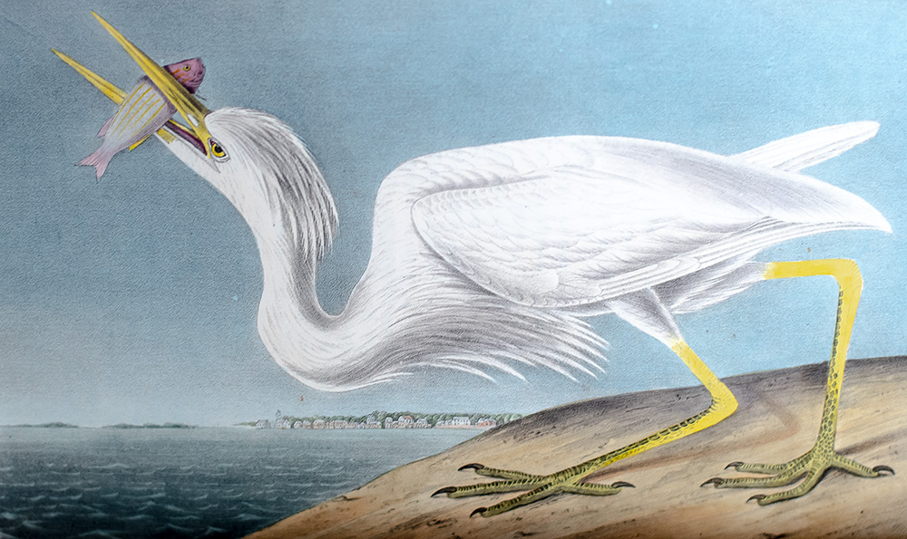 The Birds of America, From Drawings Made In The United States And Their Territories.