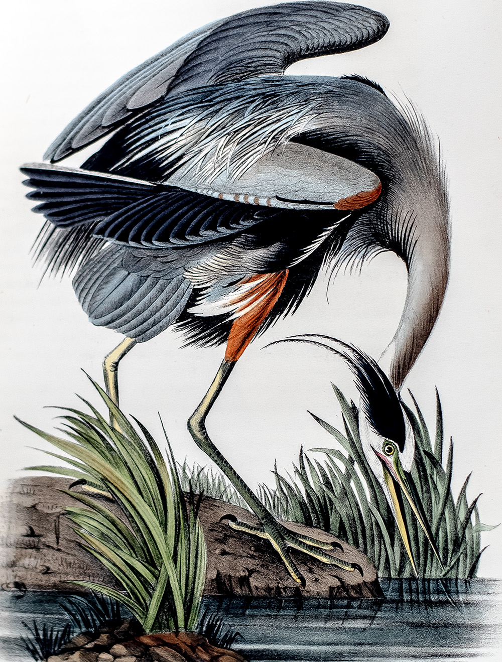 The Birds of America, From Drawings Made In The United States And Their Territories.