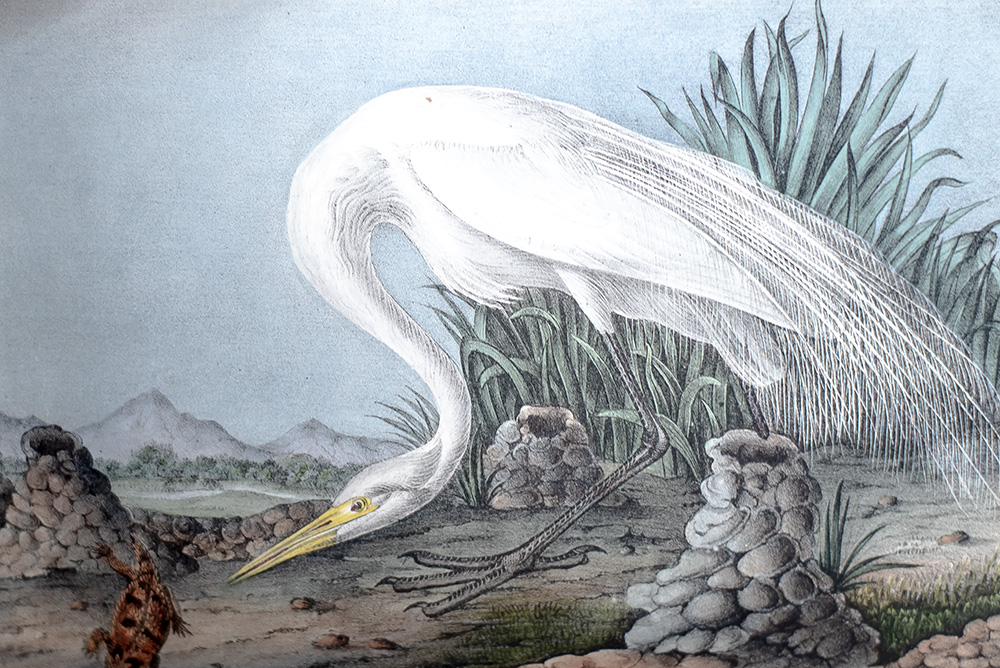 The Birds of America, From Drawings Made In The United States And Their Territories.