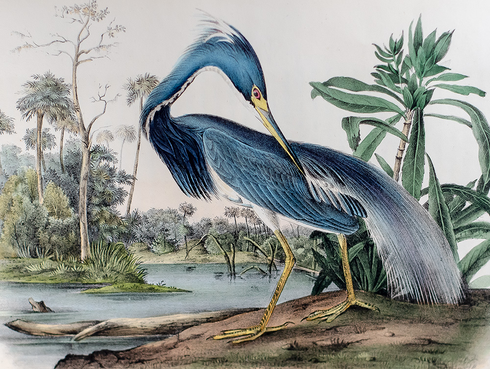 The Birds of America, From Drawings Made In The United States And Their Territories.