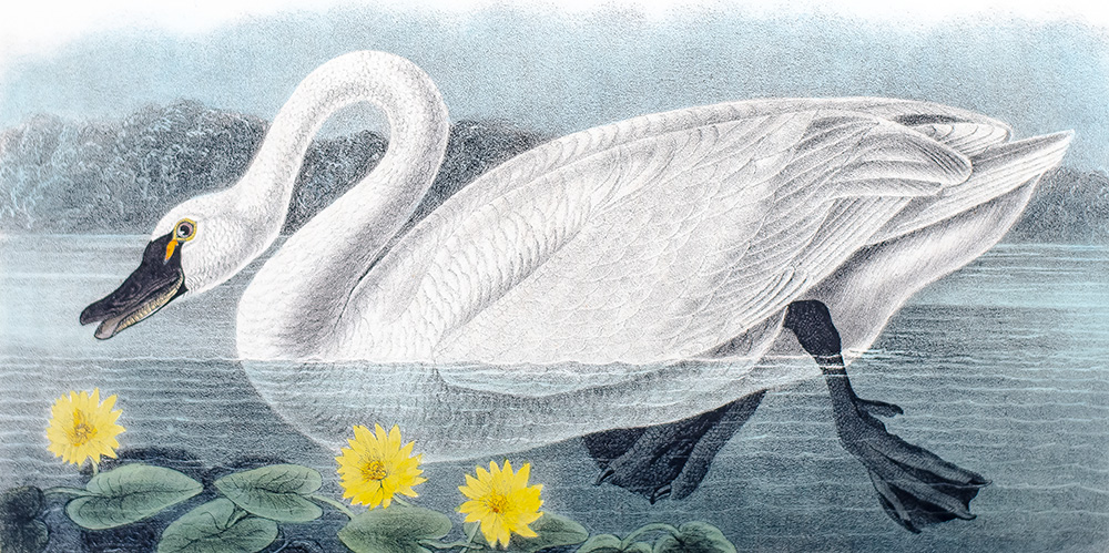 The Birds of America, From Drawings Made In The United States And Their Territories.