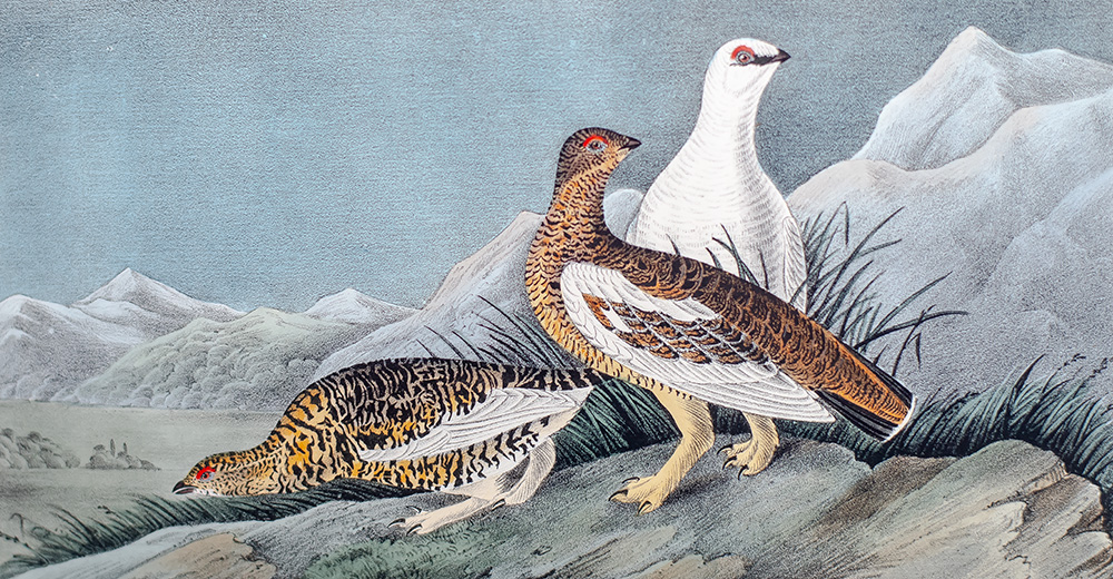 The Birds of America, From Drawings Made In The United States And Their Territories.