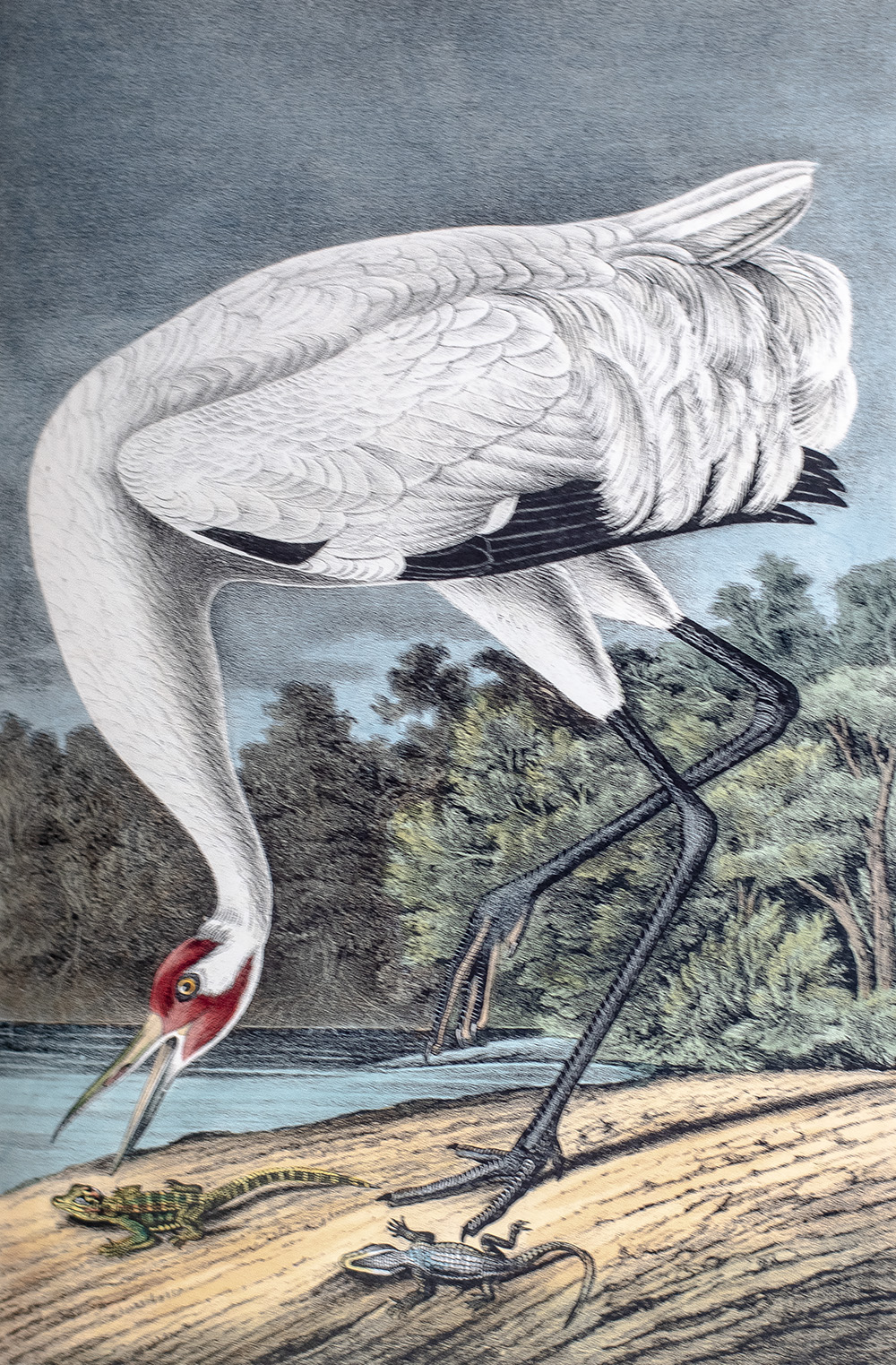 The Birds of America, From Drawings Made In The United States And Their Territories.