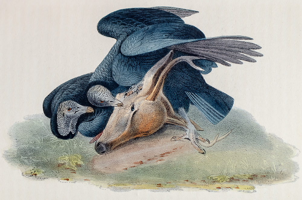 The Birds of America, From Drawings Made In The United States And Their Territories.