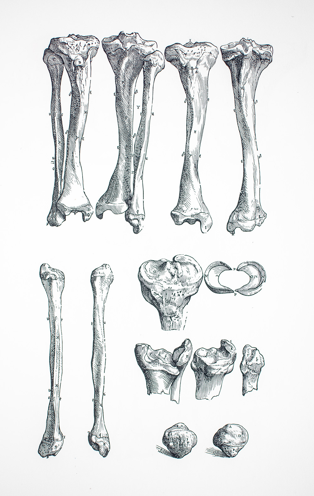 Andreae Vesalii Bruxellensis Icones Anatomicae.