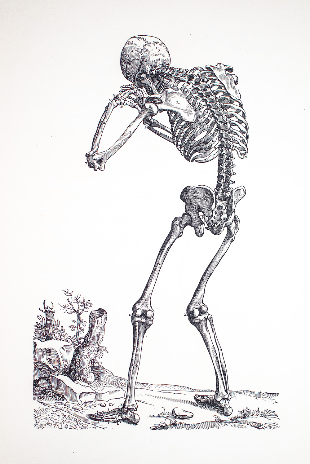 Andreae Vesalii Bruxellensis Icones Anatomicae.
