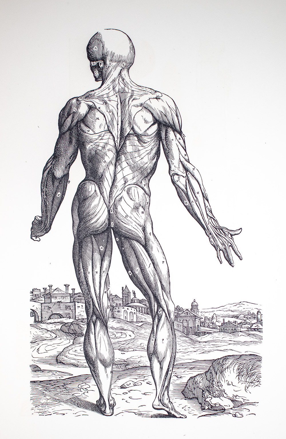 Andreae Vesalii Bruxellensis Icones Anatomicae.