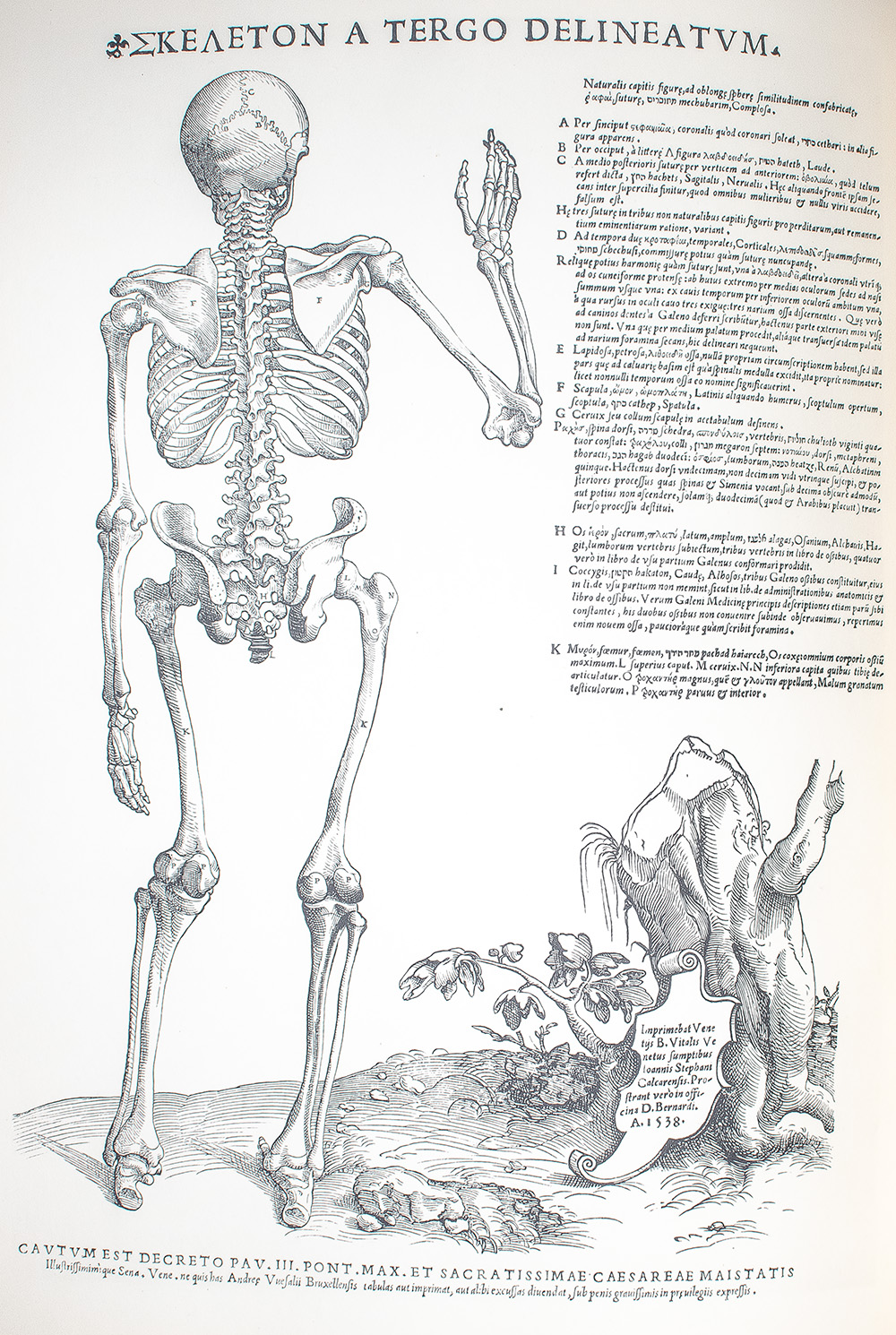 Andreae Vesalii Bruxellensis Icones Anatomicae.