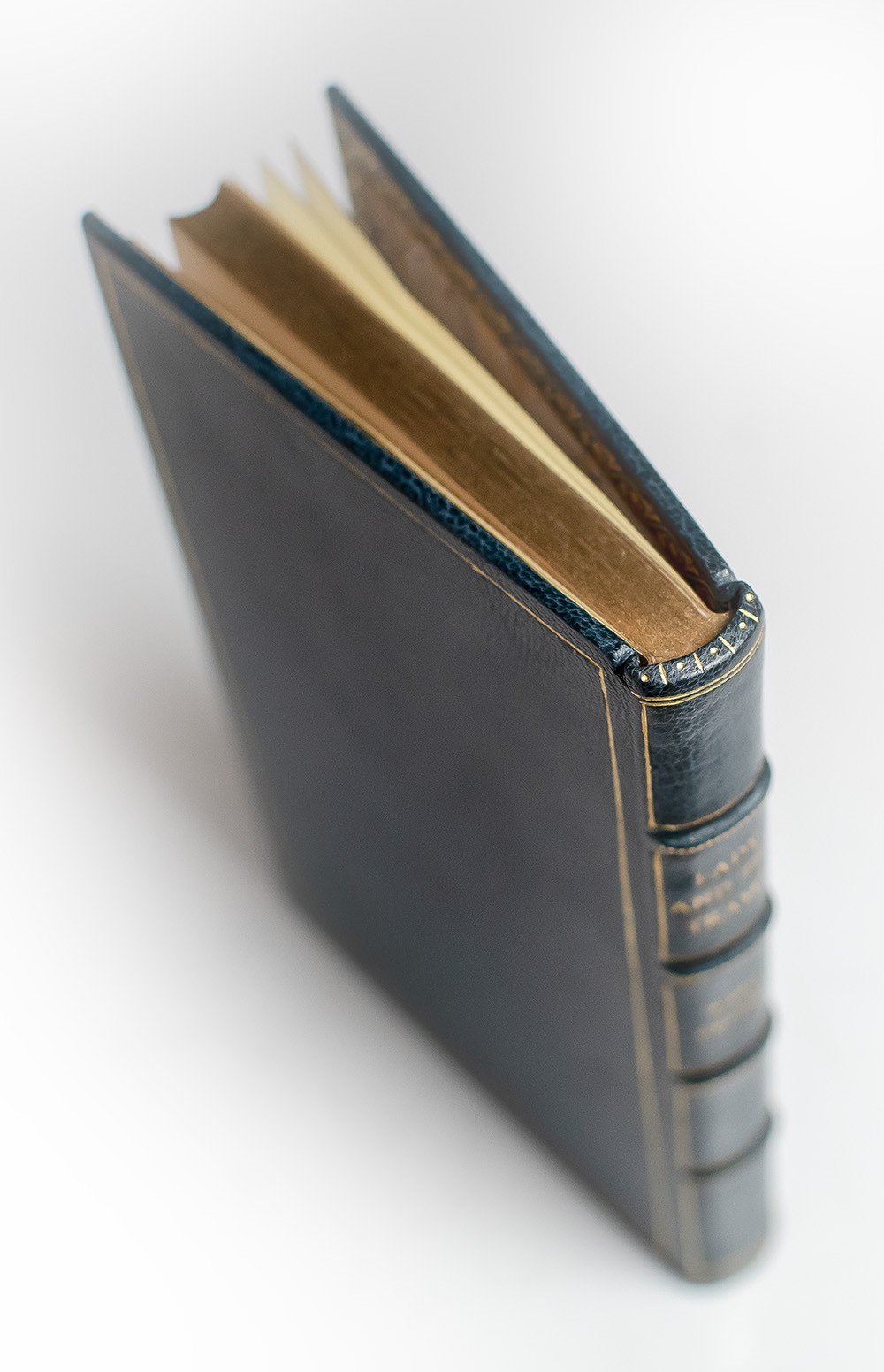 Lady and the Tramp: The Story of Two Dogs.