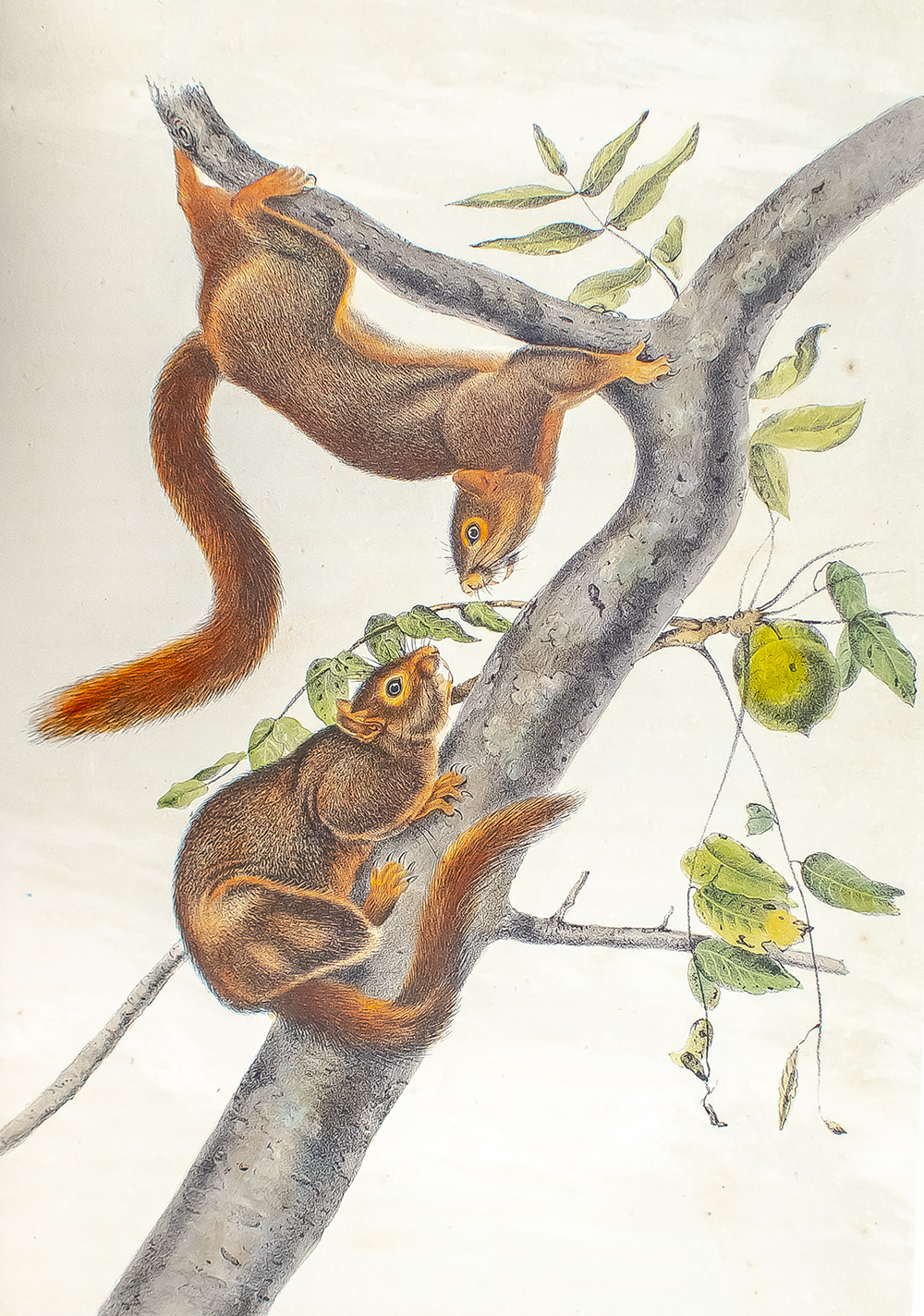 The Quadrupeds of North America.