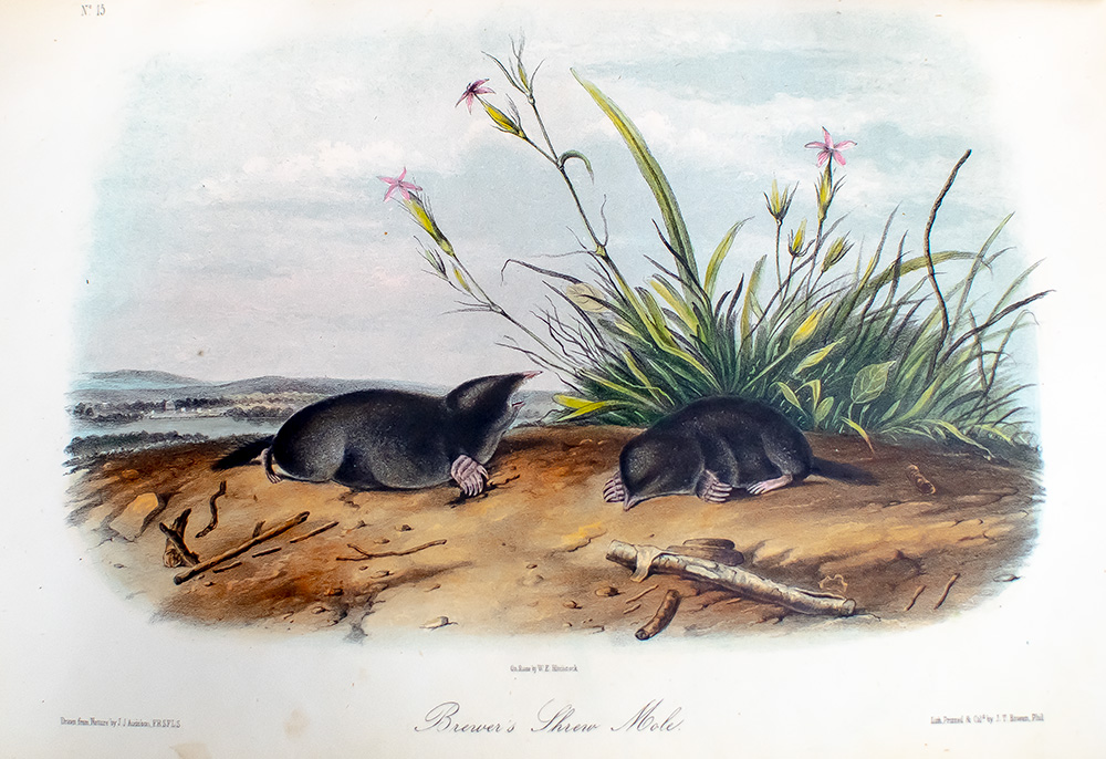 The Quadrupeds of North America.