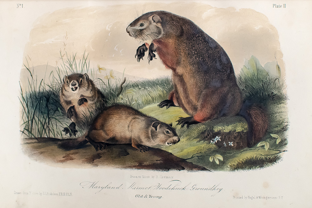 The Quadrupeds of North America.