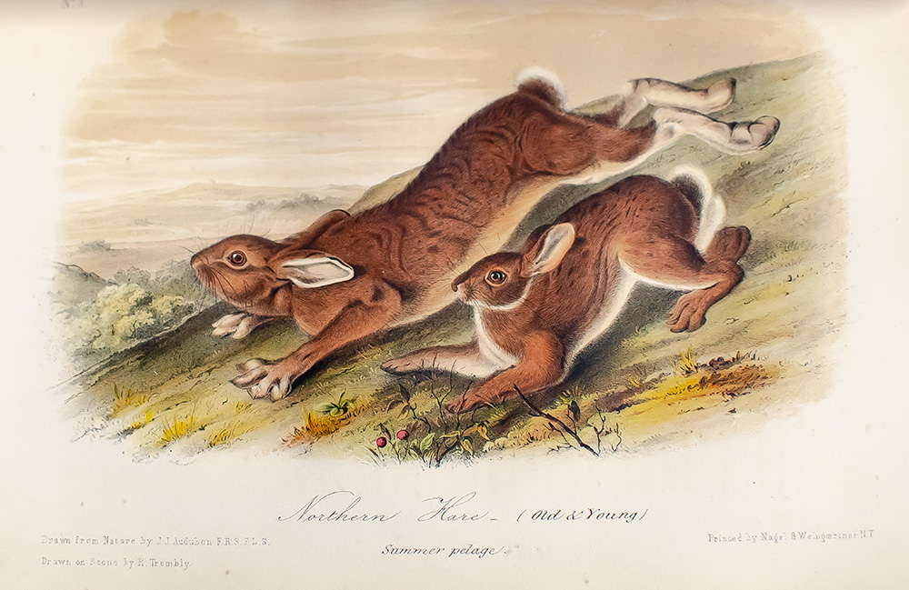 The Quadrupeds of North America.