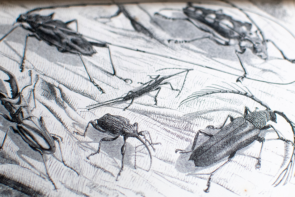 The Malay Archipelago: The Land of the Orang-utan, and the Bird of Paradise. A Narrative of Travel, with Studies of Man and Nature.