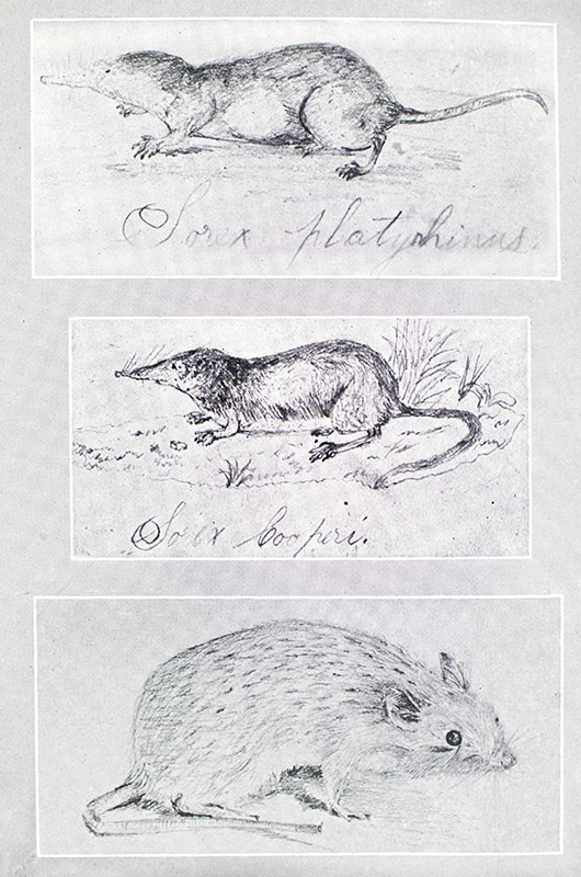 Theodore Roosevelt's Diaries of Boyhood and Youth