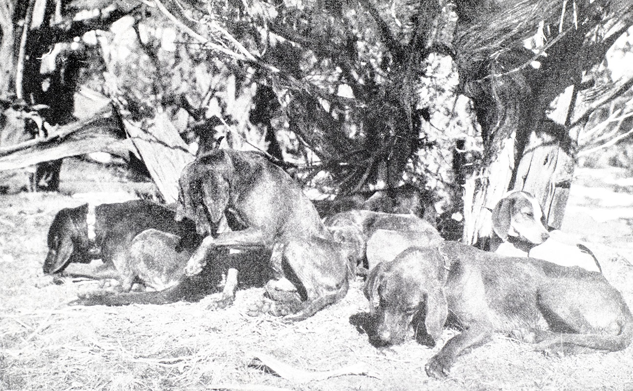 Outdoor Pastimes of An American Hunter