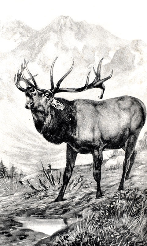 The Deer Family