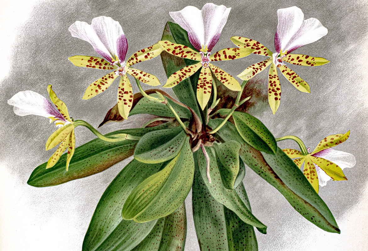 The Orchid Album, Comprising Coloured Figures and Descriptions of New, Rare, and Beautiful Orchidaceous Plants. Vol XI