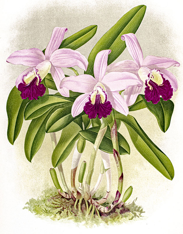 The Orchid Album, Comprising Coloured Figures and Descriptions of New, Rare, and Beautiful Orchidaceous Plants. Vol XI
