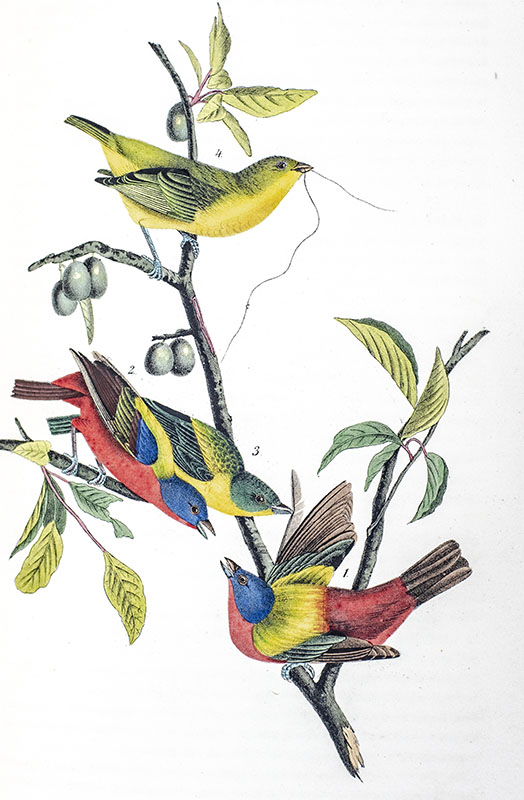 The Birds of America from Drawings Made in the United States and Their Territories.