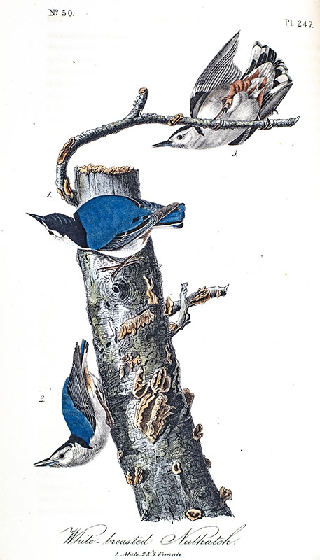 The Birds of America from Drawings Made in the United States and Their Territories.