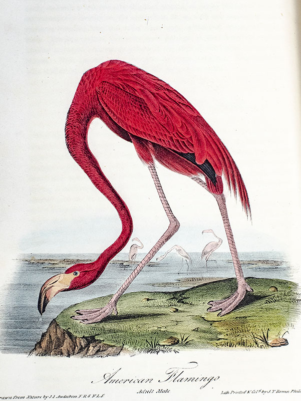 The Birds of America from Drawings Made in the United States and Their Territories.