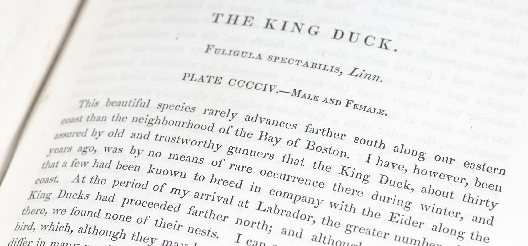 The Birds of America from Drawings Made in the United States and Their Territories.