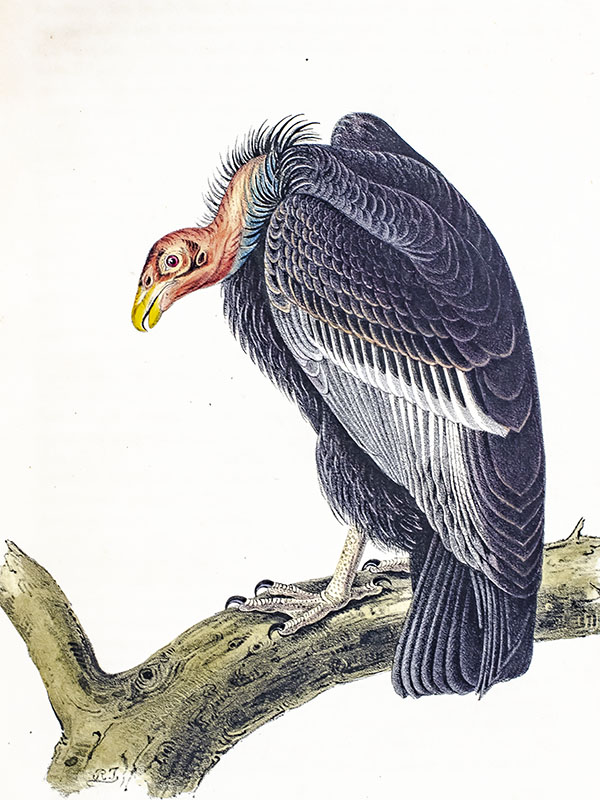 The Birds of America from Drawings Made in the United States and Their Territories.