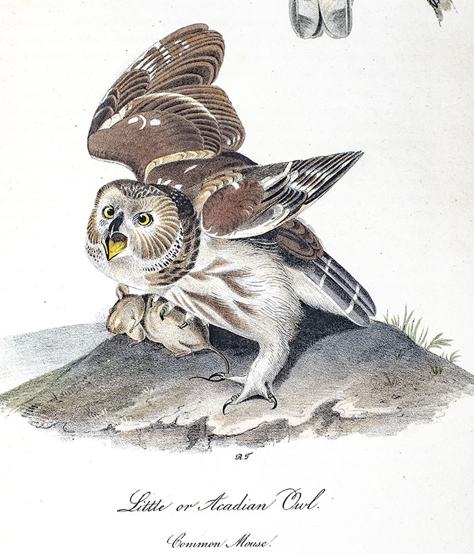 The Birds of America from Drawings Made in the United States and Their Territories.