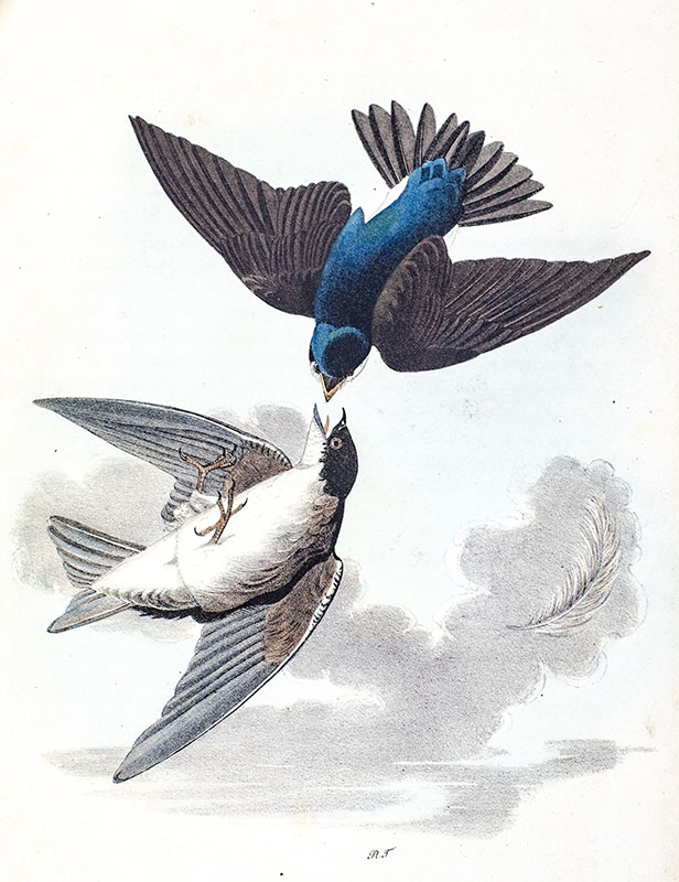 The Birds of America from Drawings Made in the United States and Their Territories.