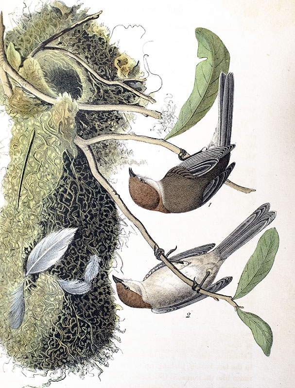 The Birds of America from Drawings Made in the United States and Their Territories.