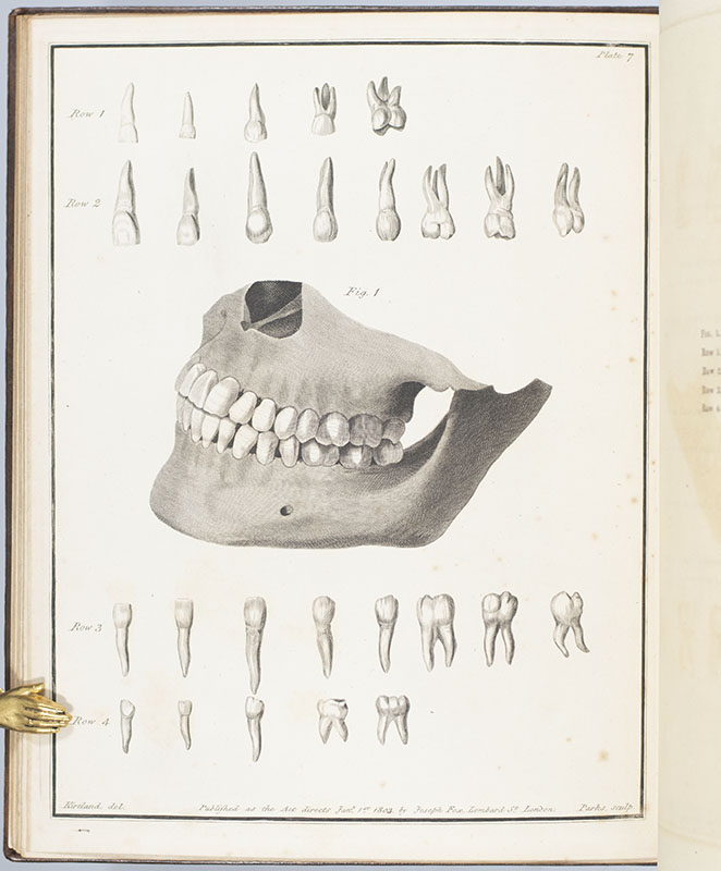 The Natural History of the Human Teeth. Including a Particular Elucidation of the Changes Which Take Place During the Second Dentition, and Describing the Proper Mode of Treatment to Prevent Irregularities of the Teeth. To Which is Added, an Account of the Diseases Which Affect Children During the First Dentition.