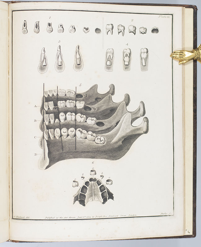 The Natural History of the Human Teeth. Including a Particular Elucidation of the Changes Which Take Place During the Second Dentition, and Describing the Proper Mode of Treatment to Prevent Irregularities of the Teeth. To Which is Added, an Account of the Diseases Which Affect Children During the First Dentition.