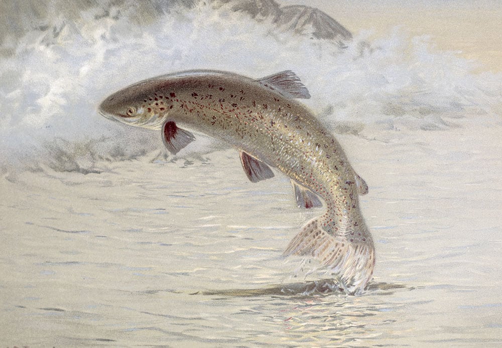 Forest, Lake and River: The Fishers of New England & Eastern Canada