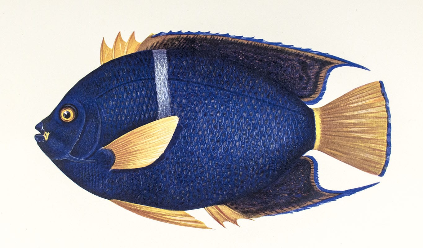 To Galápagos on the Ara 1926: The Events of a Pleasure-Cruise to the Galapagos Islands