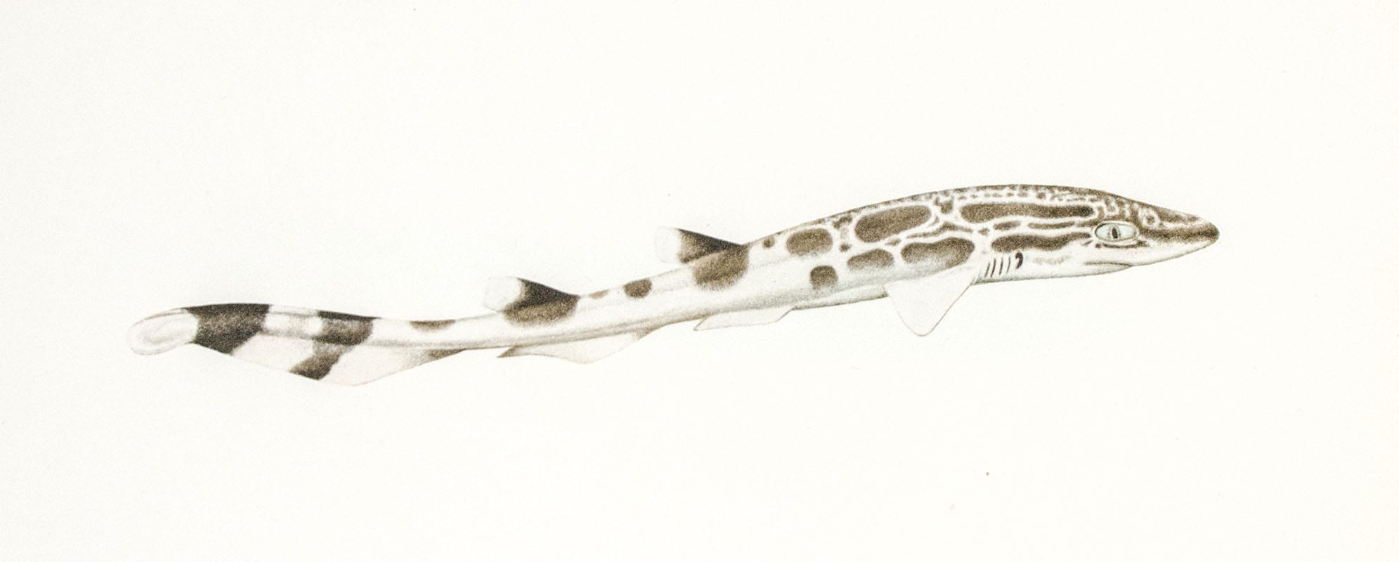 To Galápagos on the Ara 1926: The Events of a Pleasure-Cruise to the Galapagos Islands