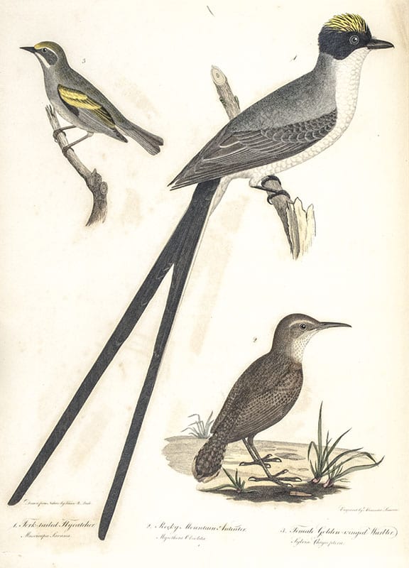 American Ornithology; Or, The Natural History of the Birds of the United States