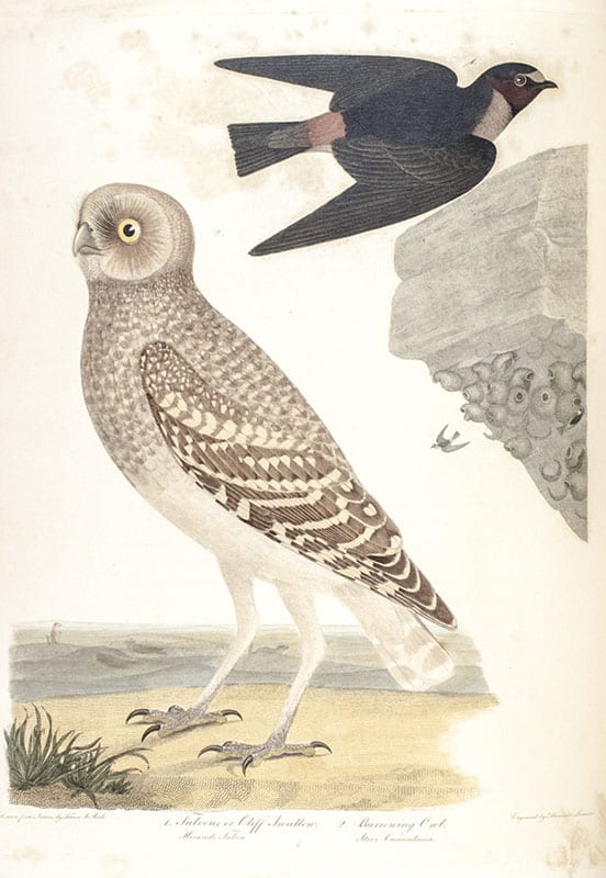 American Ornithology; Or, The Natural History of the Birds of the United States
