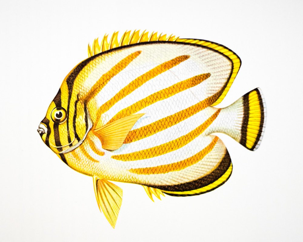 West Made East With The Loss Of A Day: A Chronicle of the First Circumnavigation of the Globe under the United States Naval Reserve Yacht Pennant.