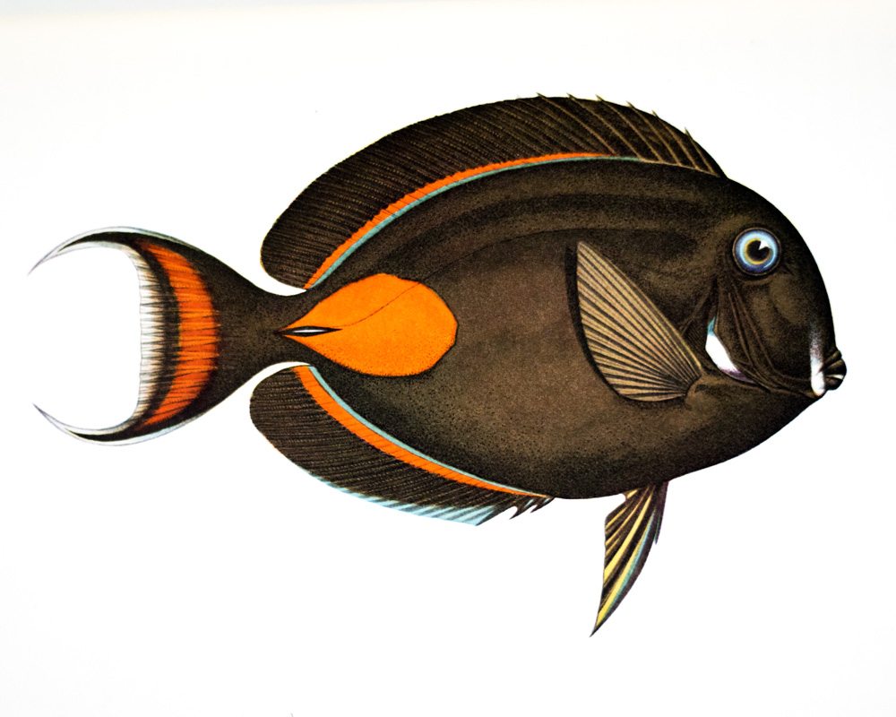 West Made East With The Loss Of A Day: A Chronicle of the First Circumnavigation of the Globe under the United States Naval Reserve Yacht Pennant.