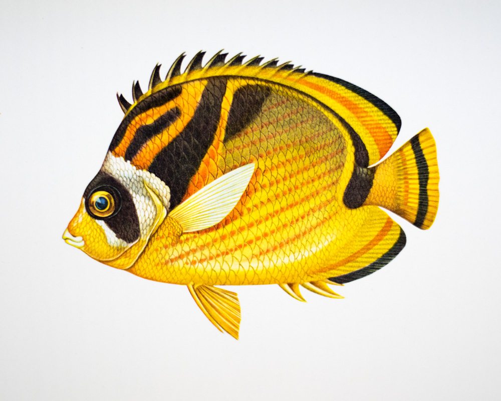 West Made East With The Loss Of A Day: A Chronicle of the First Circumnavigation of the Globe under the United States Naval Reserve Yacht Pennant.