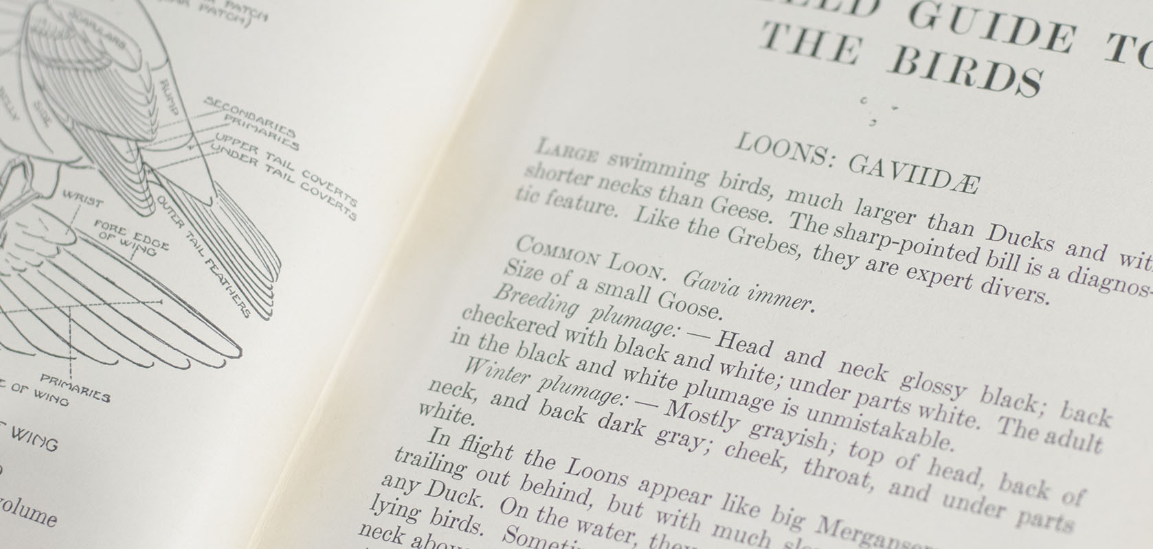 Field Guide to the Birds: Giving Field Marks of All Species Found in Eastern North America.